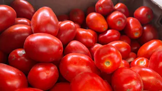 Хитрые дачники посыпают рассаду томатов мукой и бед не знают: вот зачем они это делают — полезный совет эксперта