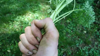 Быстрый способ посева моркови без прореживания: нужна пластиковая бутылка – и сеем всю грядку за 1 минуту