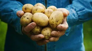 Приметы и запреты на 15 сентября: носим картошку в кармане