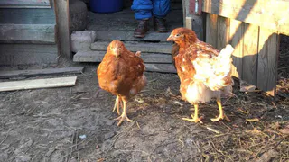 Курам даю 1 продукт зимой: Несутся как бешенные - яйца собирать не успеваю