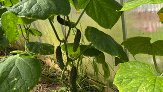 Фитофтора не прорвется: защитите урожай в 2 этапа и забудьте о проблеме навсегда по инструкции агрономов