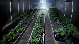 Эти семена раскупают в первые дни продаж: 5 сортов томатов, ради которых дачники устраивают охоту