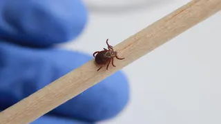 Клещи могут быть гораздо опаснее, чем считалось ранее