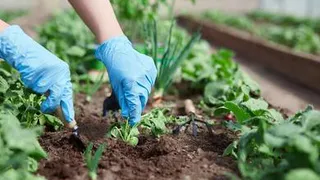 Названы семь культур, которые можно высадить в июле