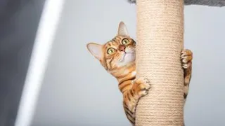 Названы фразы человека, которые прекрасно понимают кошки