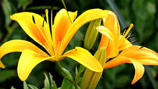 Не карбамид и не суперфосфат: чем удобрить лилии, чтобы, цвели все лето напролет, куст не обхватить руками