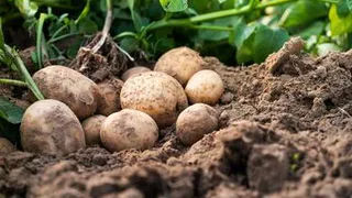 Как правильно хранить урожай картофеля