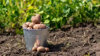 3 самых урожайных сорта картофеля