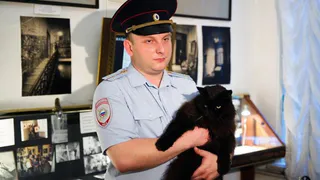День черных котов и участковых