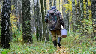 Простая инструкция: что делать, чтобы не потеряться в лесу во время грибного сезона