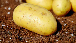 Всего 2 ч. ложки в лунку – и картофель завалит урожаем: лайфхак эксперта
