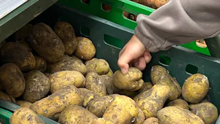 Колорадский жук плачет: 3 сорта картошки, которые дают умопомрачительный урожай без химии