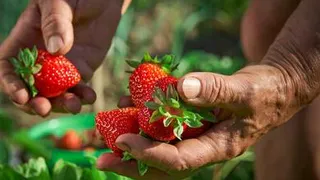 Одна ошибка может испорить весь урожай клубники