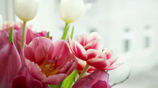 Как выбрать луковичные цветы для сада: 5 лучших вариантов для яркого цветения