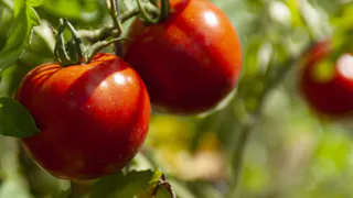 Киньте 1 ложку в лунку - томаты не болеют и всегда мясистые: вырастут по 300 грамм каждый