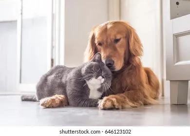 За собаку ответишь! И за кошку тоже...