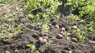 Какой картофель даст больший урожай: резаный или целый? Мнение агронома Ксении Давыдовой