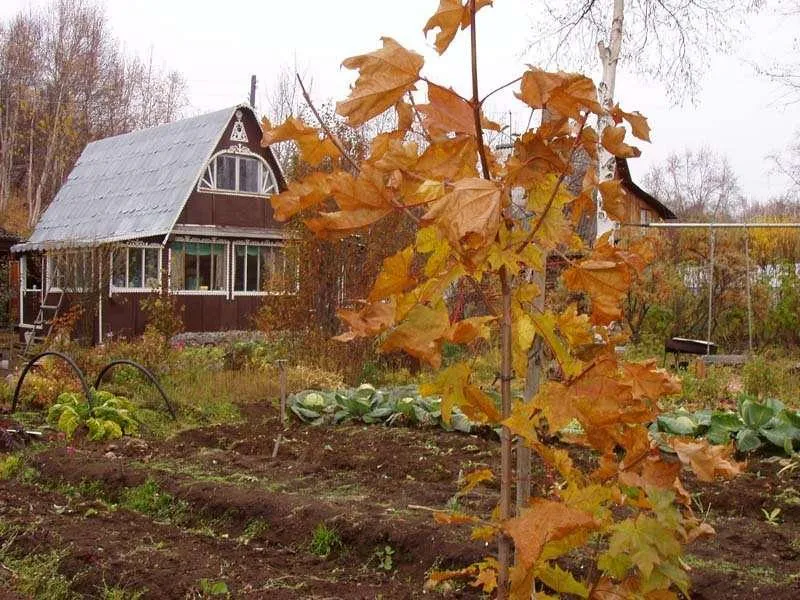 Лунный календарь садовода и огородника на ноябрь