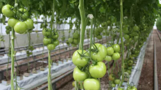 Листья томатов скручиваются? 3 срочных действия, чтобы спасти урожай