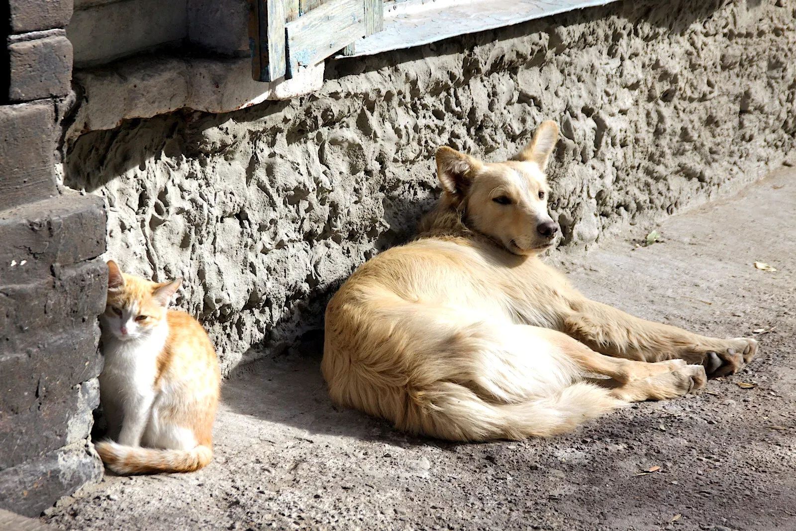 Штрафы за кормление бродячих собак и нарушение правил выгула: что готовят депутаты