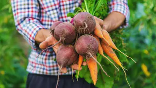 После этого раствора корнеплоды хранятся до весны: как правильно мыть морковь и свеклу перед закладкой в погреб