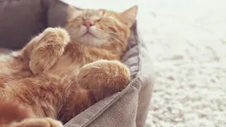 Коронавирус добрался до кошек