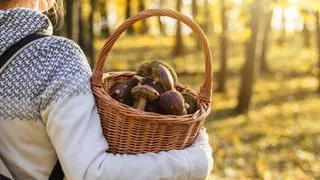 Обнародован список грибов, за сбор которых грозит тюремный срок