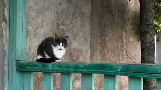 "Не кормите этим кошек": в Роскачестве назвали самые плохие марки корма для питомцев
